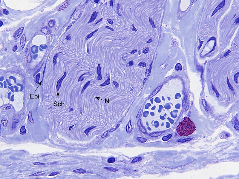 HISTOLOGIE: Zellen der äußeren Schicht der Speiseröhre (Tunica adventitia)